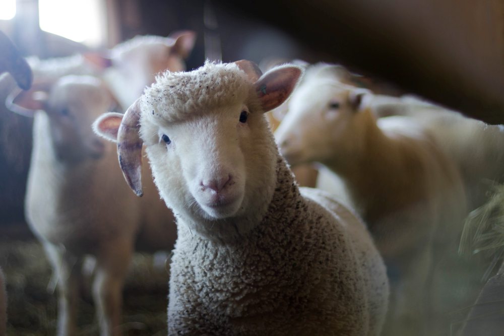 The South Texas State Fair Features Livestock Show and Rodeo Action | Beaumont, Texas, USA