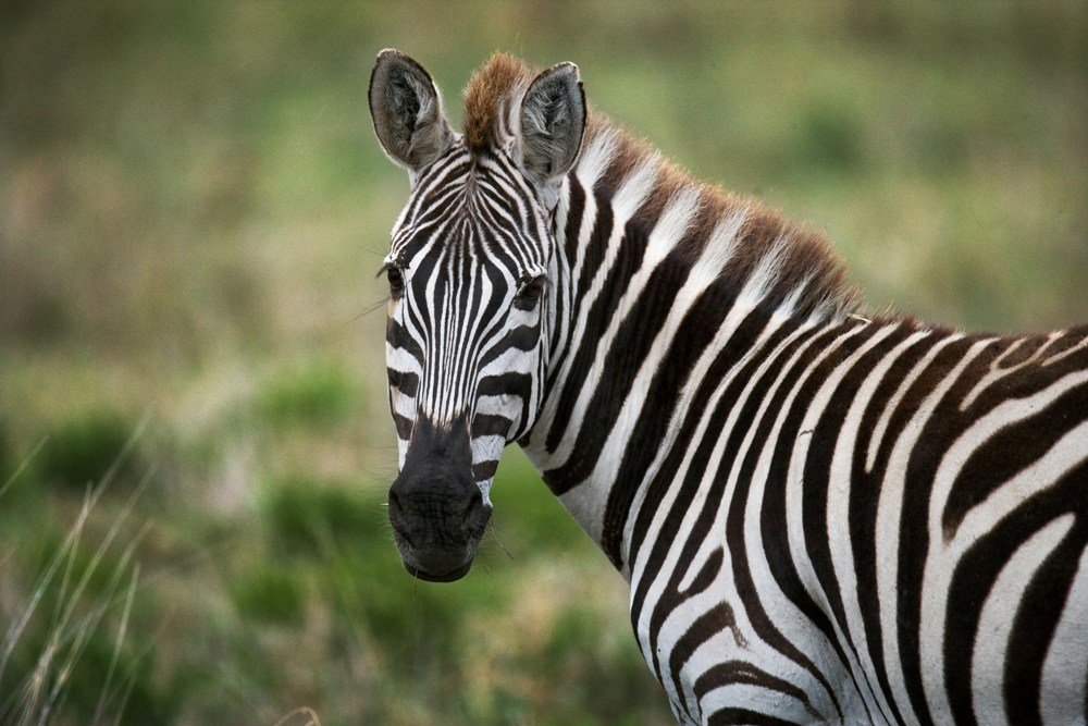 San Antonio Zoo Safety Precautions During Reopening