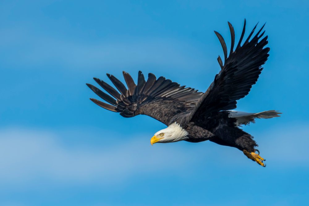 Viewing Wildlife While Traveling in the Pacific Northwest