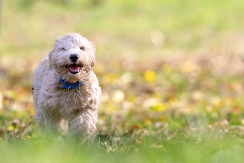 5 Exercises You Can Do With Your Dog